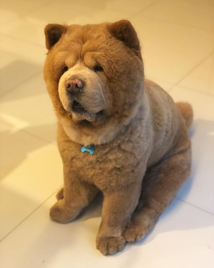 People Do Not Know How To Deal With The Dog "Teddy Bear" That Already Has 430 Thousand Followers