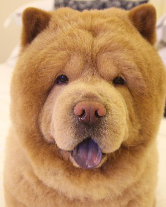 People Do Not Know How To Deal With The Dog "Teddy Bear" That Already Has 430 Thousand Followers