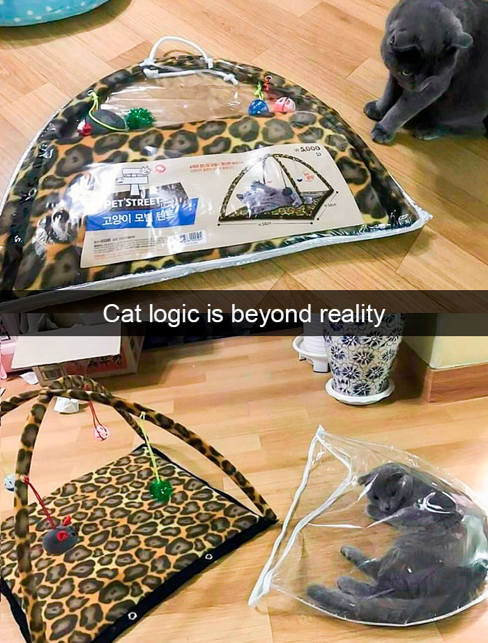 Cat-Snapchat-Funny
