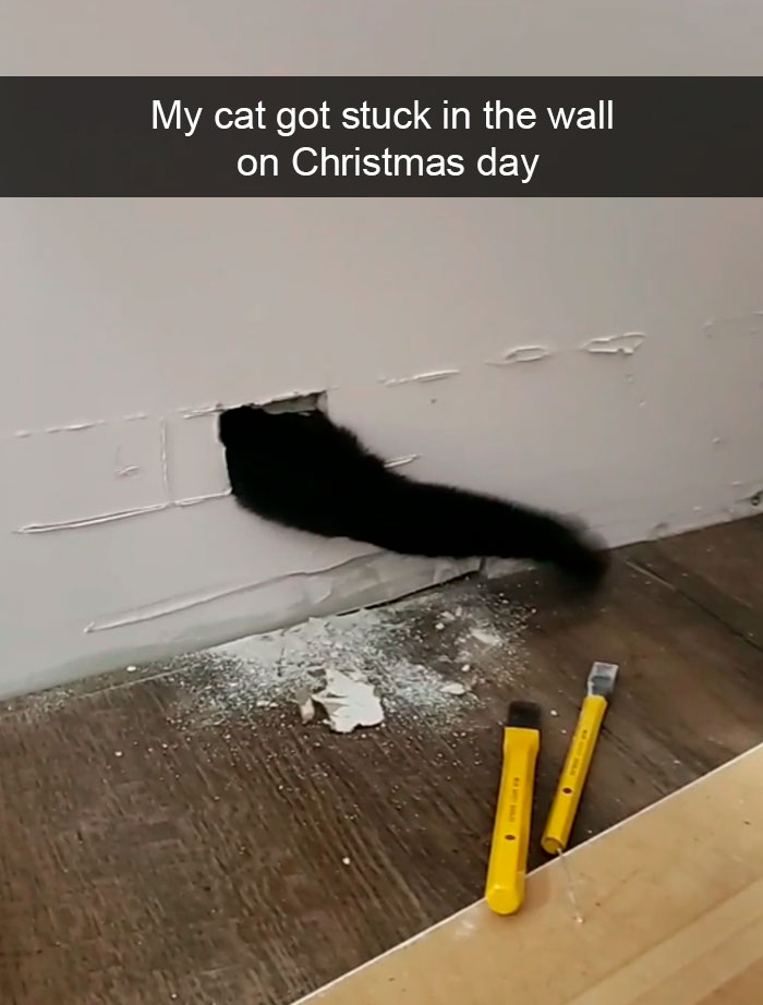 Cat-Snapchat-Funny
