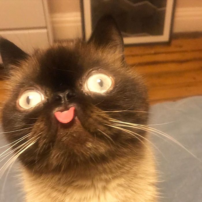 Funny-Cat-King-Of-Blep-Ikiru