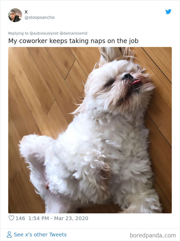 Working-From-Home-Quarantine-Pet-Co-Worker-Photos