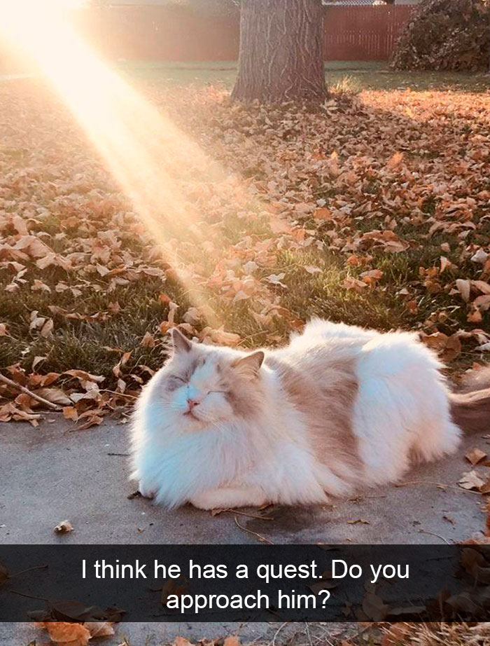 Cat-Snapchat-Funny
