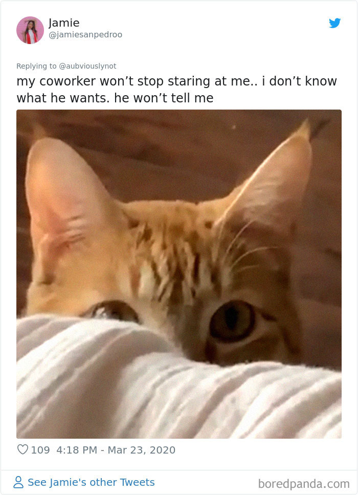 Working-From-Home-Quarantine-Pet-Co-Worker-Photos