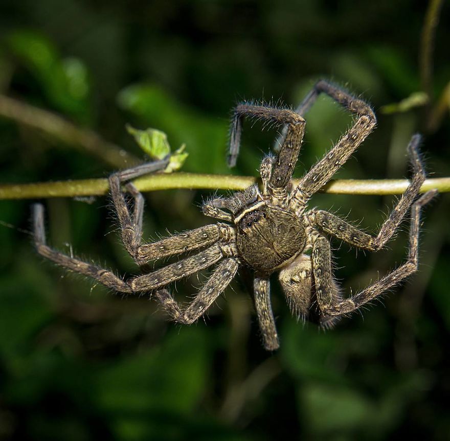 Incredible Photos Of An Indian Who Presents Insects In A Unique Way