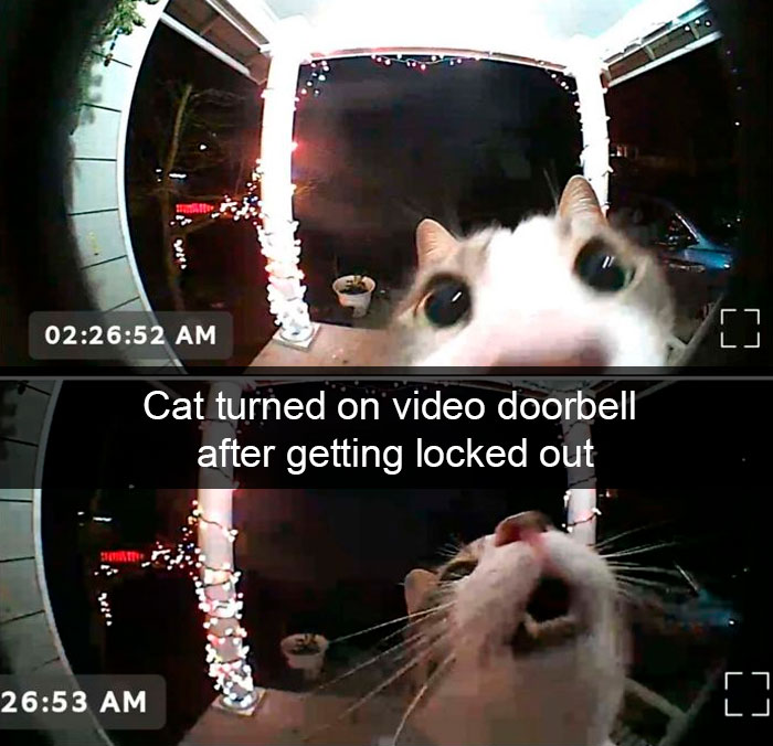Cat-Snapchat-Funny