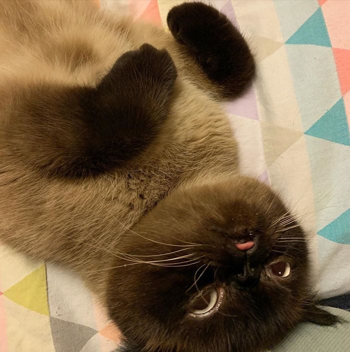 Funny-Cat-King-Of-Blep-Ikiru