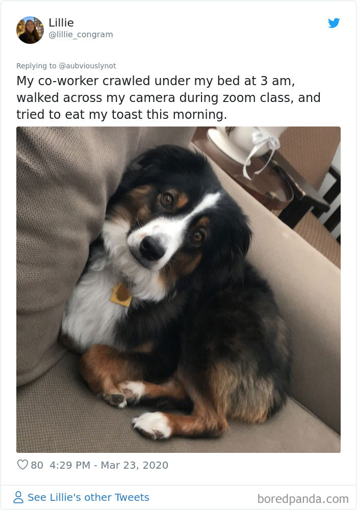 Working-From-Home-Quarantine-Pet-Co-Worker-Photos