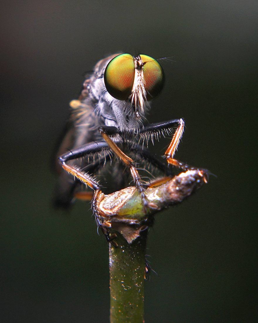 Incredible Photos Of An Indian Who Presents Insects In A Unique Way