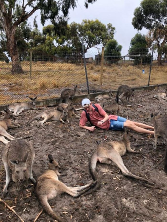 Man Gets Drunk On New Year's Eve And Adopts A Baby Kangaroo, Realizes It Months Later