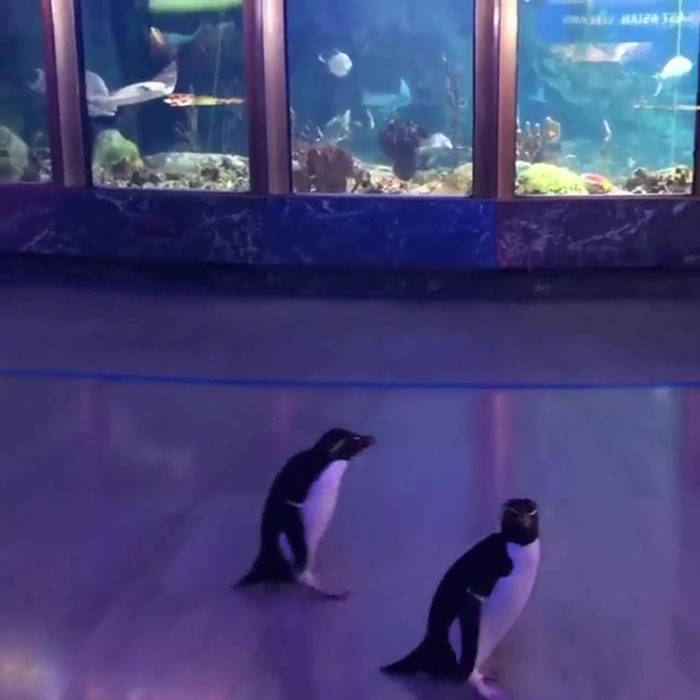 After Closing Down, This Aquarium Lets Its Penguins Go On A 'Field Trip' After Closing Down, This Aquarium Lets Its Penguins Go On A 'Field Trip'