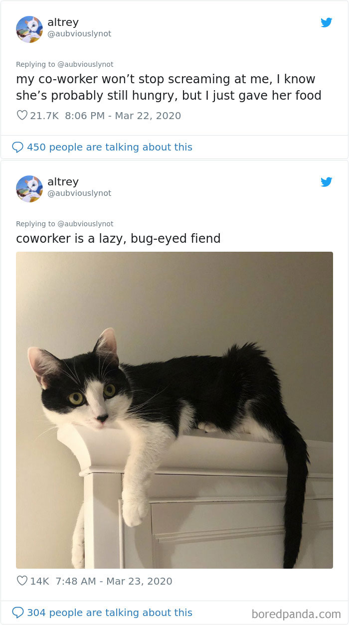 Working-From-Home-Quarantine-Pet-Co-Worker-Photos