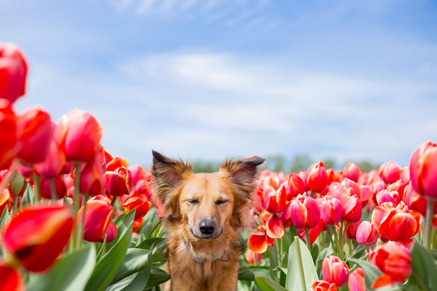 We Found Out My Traumatized Rescue Dog Feels Happy Among Flowers, So We Bring Her To All The Fields We Can Find (22 Pics)