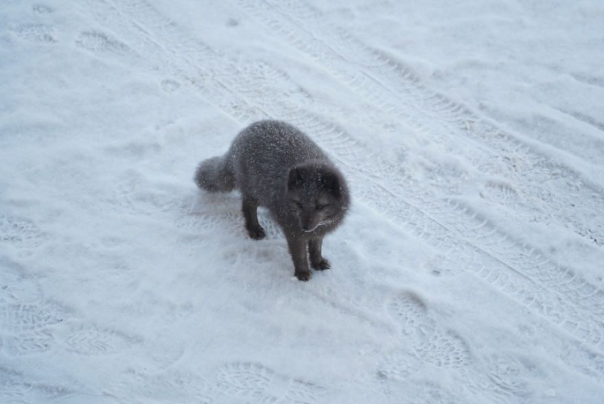 I Captured An Abandoned Russian Settlement In Norway (22 Pics) I Captured An Abandoned Russian Settlement In Norway (22 Pics)