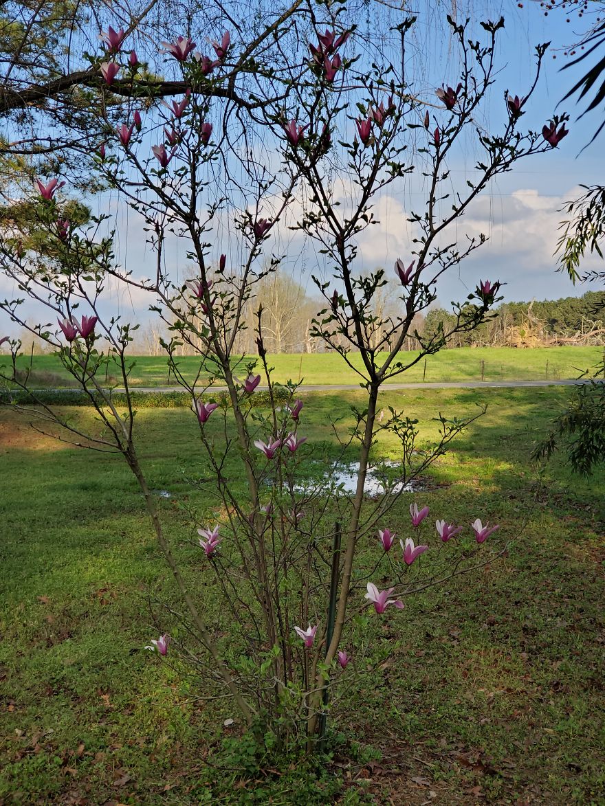 View From The Country, Alabama