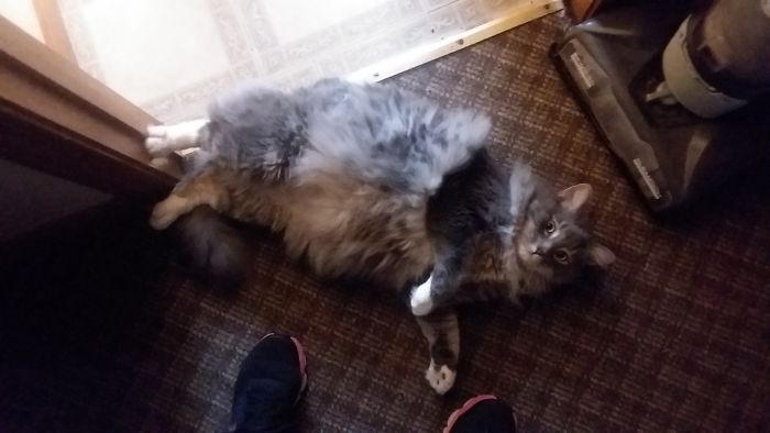 Bosscat Says Noone Leaves Till Work Is Done!!!