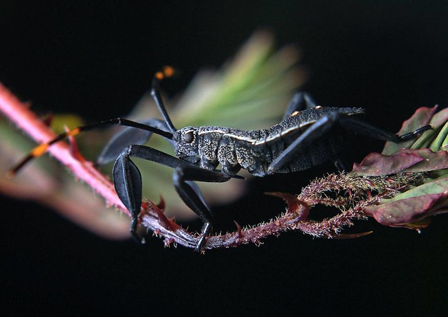 Incredible Photos Of An Indian Who Presents Insects In A Unique Way