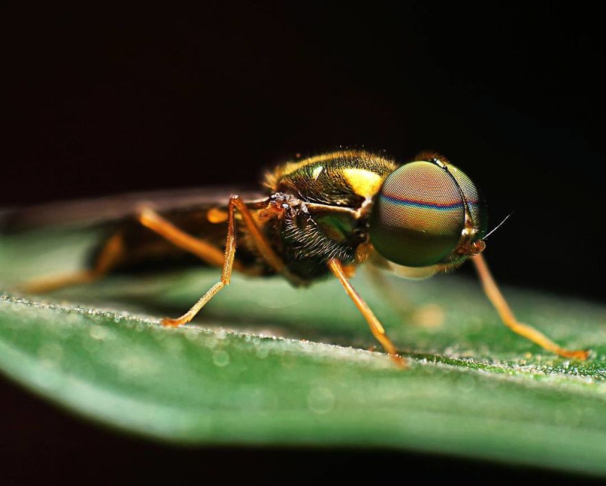 Incredible Photos Of An Indian Who Presents Insects In A Unique Way