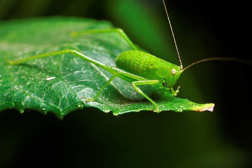 Incredible Photos Of An Indian Who Presents Insects In A Unique Way