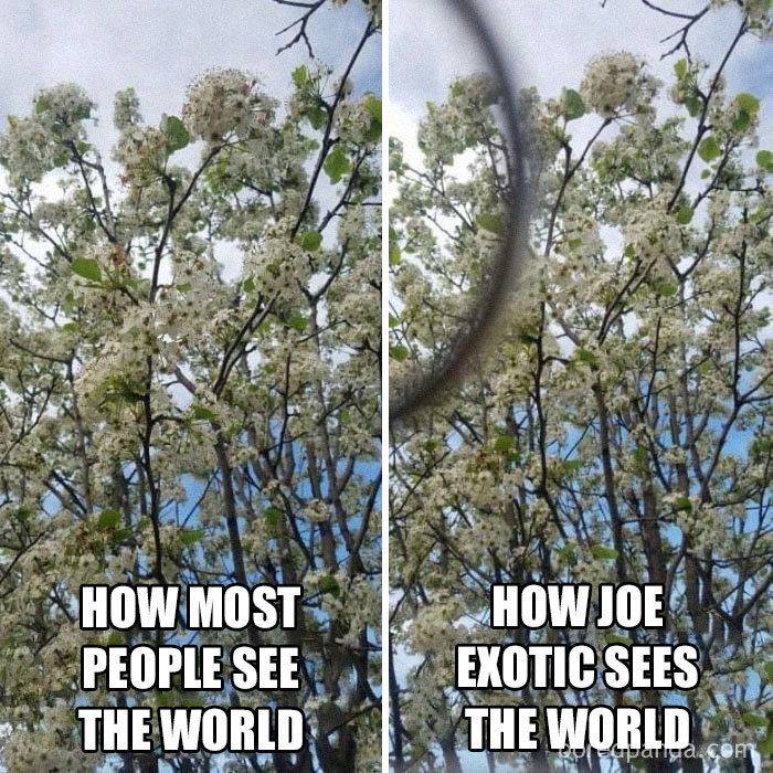 Split image of trees with captions comparing a normal view to Joe Exotic's perspective; Tiger King meme reference.
