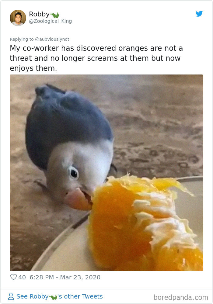 Working-From-Home-Quarantine-Pet-Co-Worker-Photos