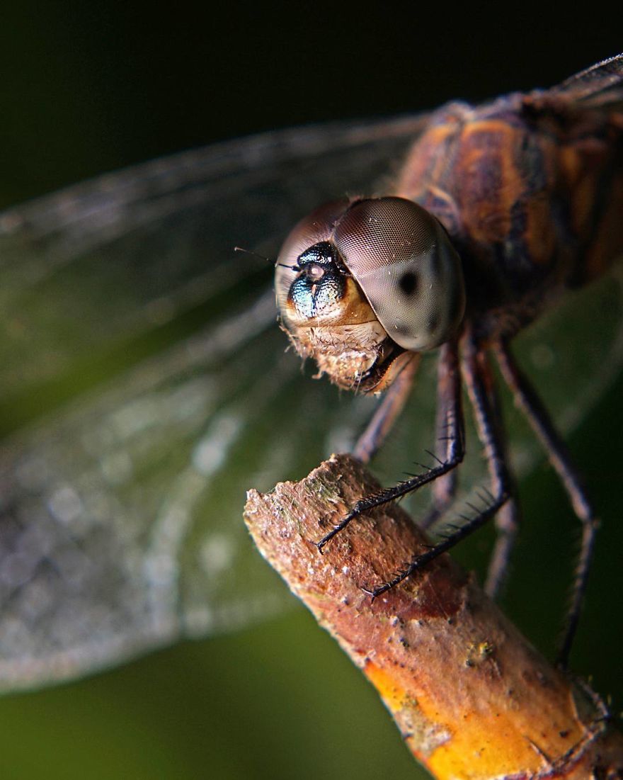 Incredible Photos Of An Indian Who Presents Insects In A Unique Way