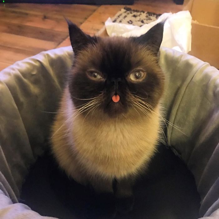 Funny-Cat-King-Of-Blep-Ikiru