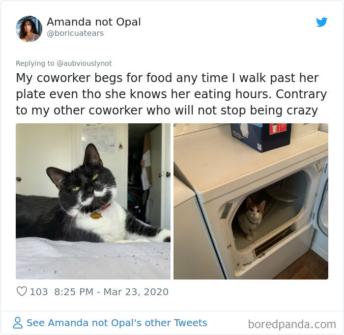 Working-From-Home-Quarantine-Pet-Co-Worker-Photos