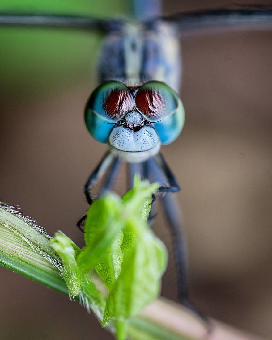 Incredible Photos Of An Indian Who Presents Insects In A Unique Way