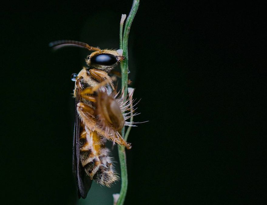 Incredible Photos Of An Indian Who Presents Insects In A Unique Way