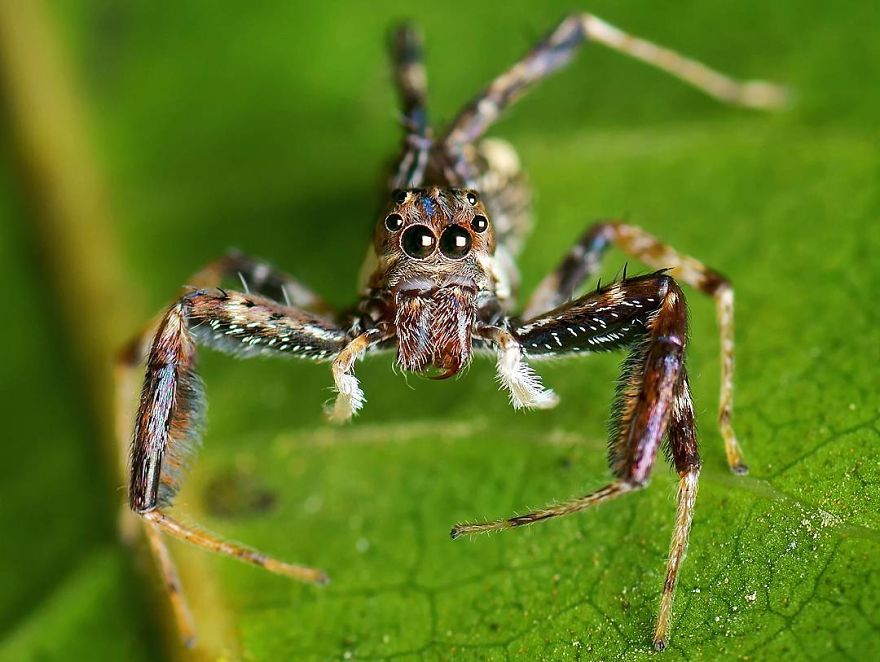 Incredible Photos Of An Indian Who Presents Insects In A Unique Way