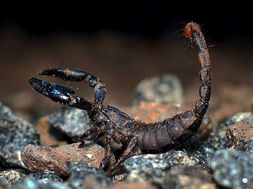 Incredible Photos Of An Indian Who Presents Insects In A Unique Way