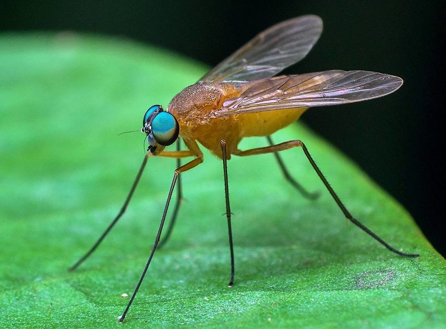 Incredible Photos Of An Indian Who Presents Insects In A Unique Way