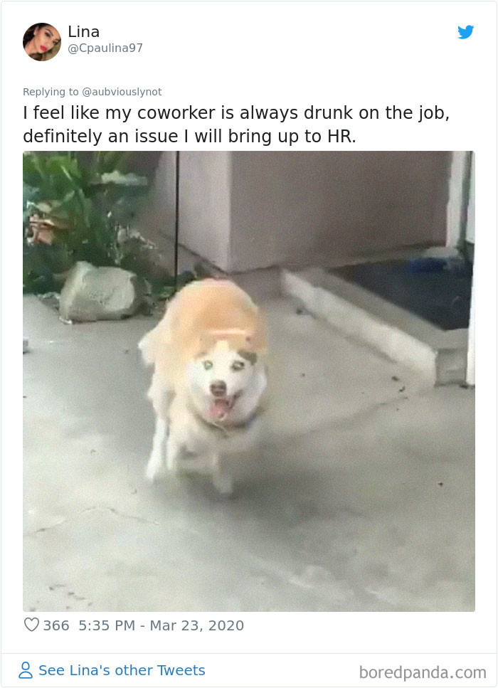 Working-From-Home-Quarantine-Pet-Co-Worker-Photos