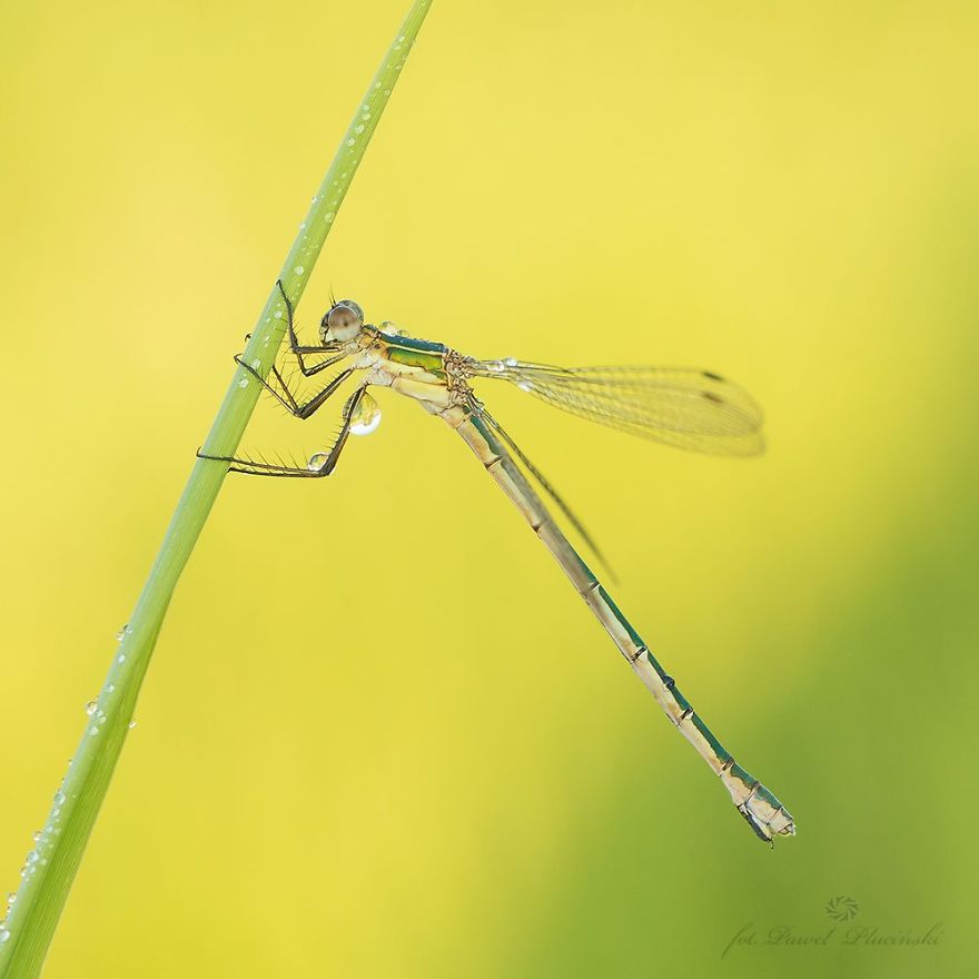 My Macro Photography Of Tiny Creatures
