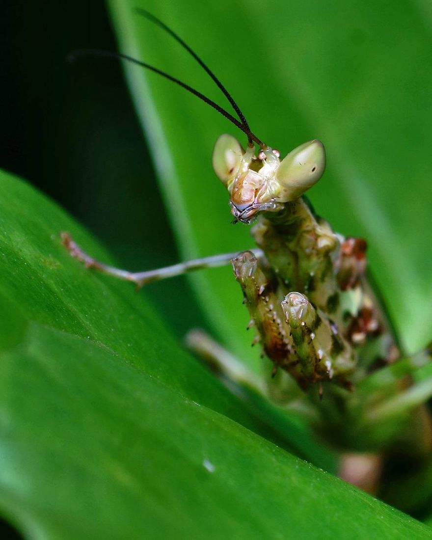 Incredible Photos Of An Indian Who Presents Insects In A Unique Way