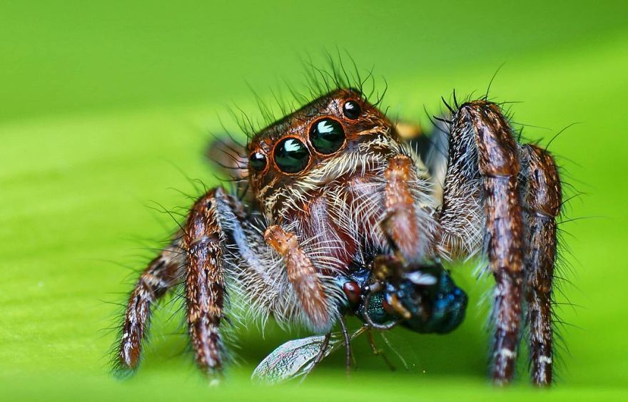Incredible Photos Of An Indian Who Presents Insects In A Unique Way