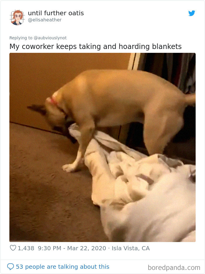 Working-From-Home-Quarantine-Pet-Co-Worker-Photos