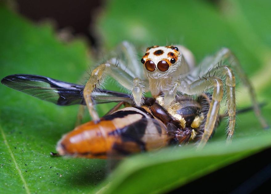 Incredible Photos Of An Indian Who Presents Insects In A Unique Way
