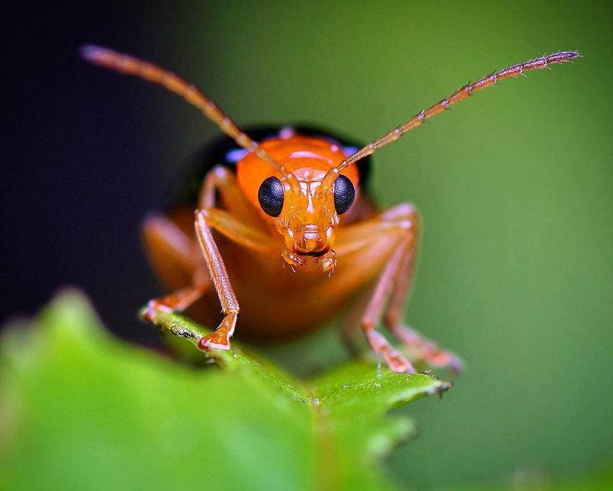 Incredible Photos Of An Indian Who Presents Insects In A Unique Way