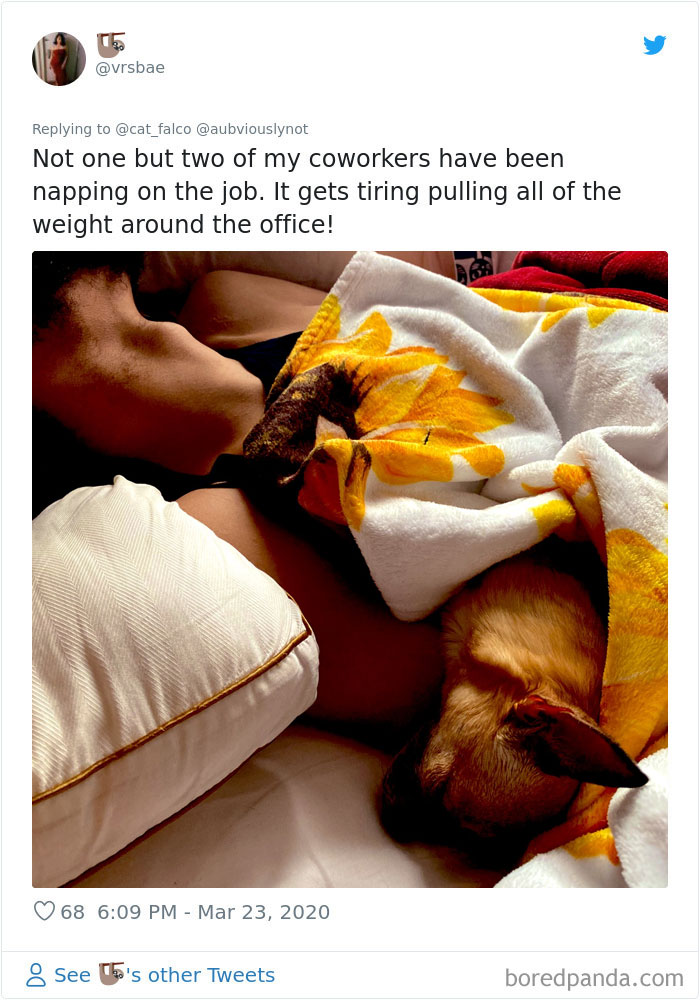 Working-From-Home-Quarantine-Pet-Co-Worker-Photos