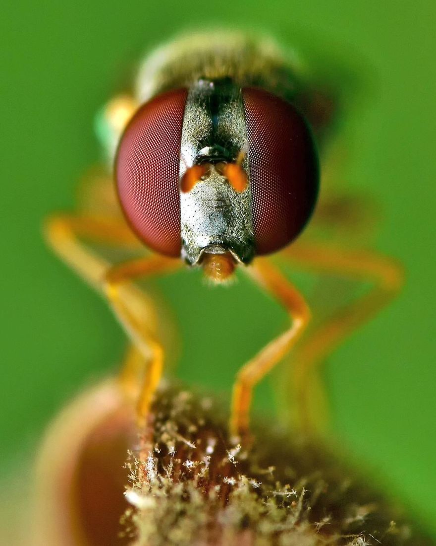 Incredible Photos Of An Indian Who Presents Insects In A Unique Way
