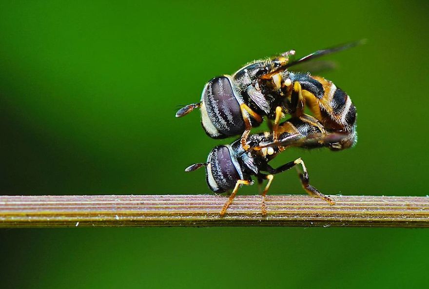 Incredible Photos Of An Indian Who Presents Insects In A Unique Way