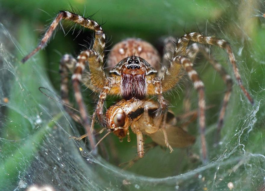 Incredible Photos Of An Indian Who Presents Insects In A Unique Way