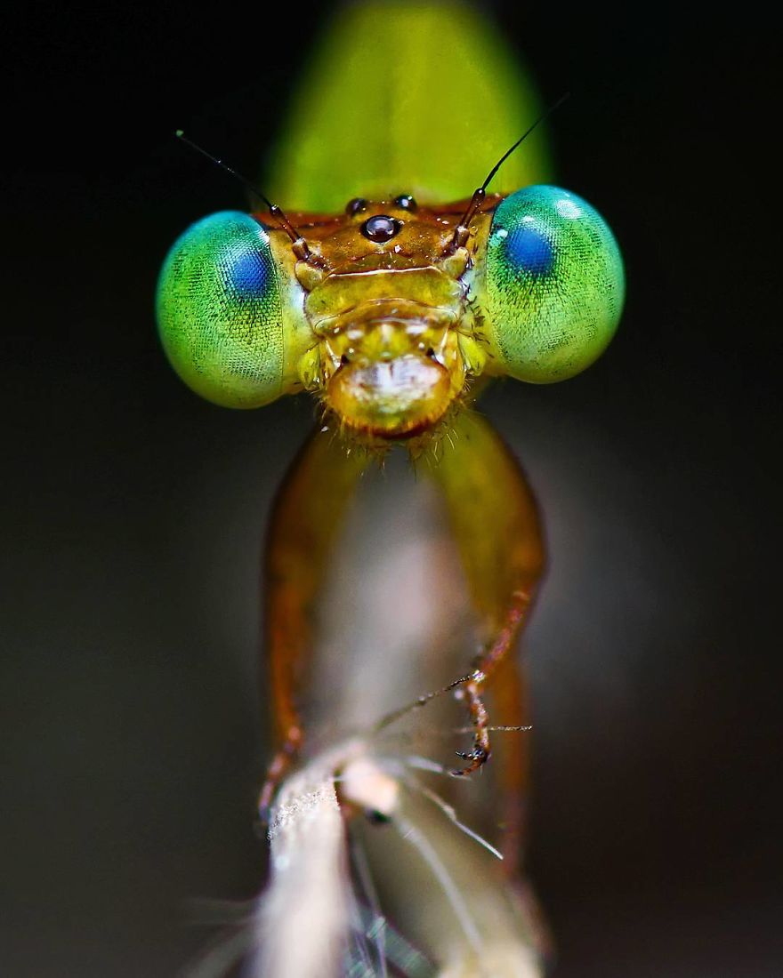 Incredible Photos Of An Indian Who Presents Insects In A Unique Way