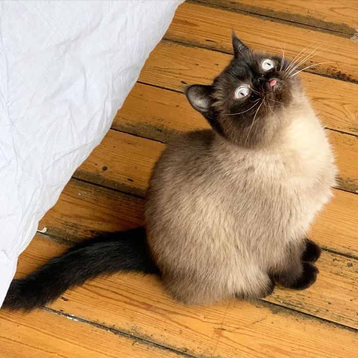 Funny-Cat-King-Of-Blep-Ikiru