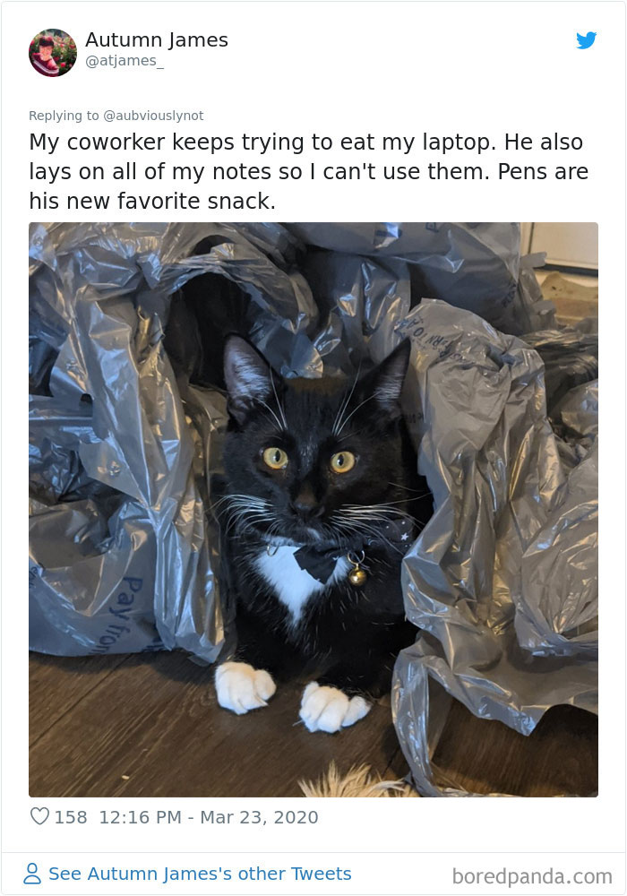 Working-From-Home-Quarantine-Pet-Co-Worker-Photos