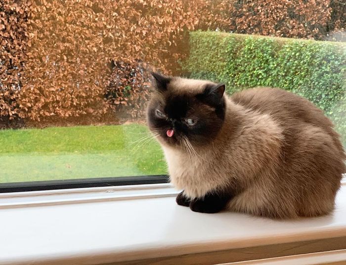 Funny-Cat-King-Of-Blep-Ikiru