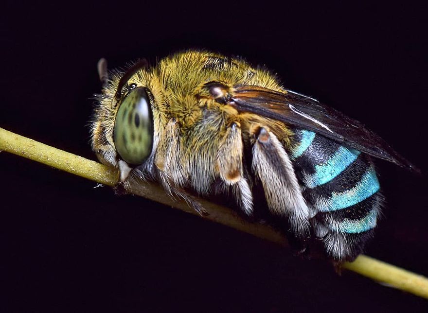 Incredible Photos Of An Indian Who Presents Insects In A Unique Way