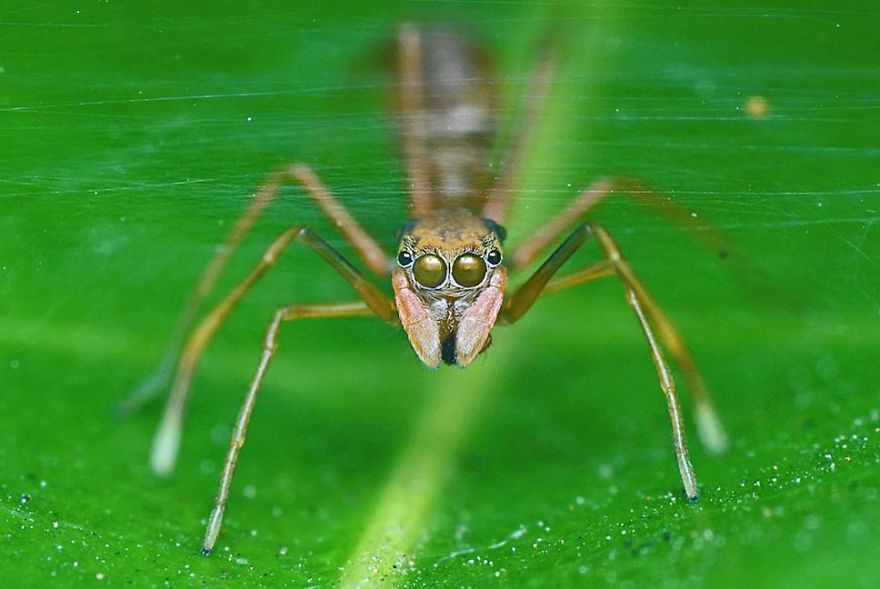Incredible Photos Of An Indian Who Presents Insects In A Unique Way